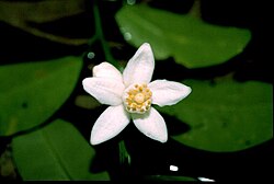ヤマトタチバナの花